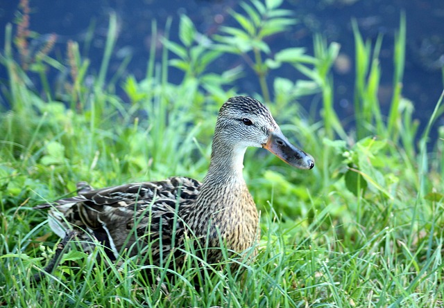 Kreativ tænkning: Sådan løser du kryptiske krydsord