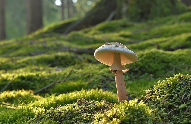 Fra køkkenhave til picnic: Smag på sommerens sverige